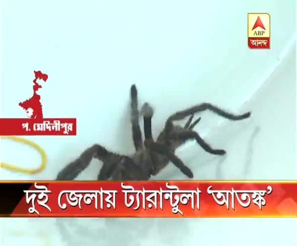  পশ্চিম মেদিনীপুর ও পূর্ব বর্ধমানে ফের ট্যরান্টুলা আতঙ্ক