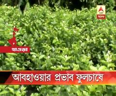 weather effect on flower at howrah