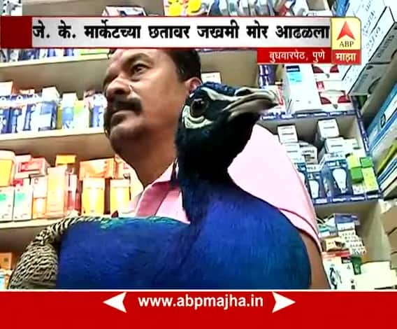 पुणे : बुधवार पेठेच्या इलेक्ट्रॉनिक मार्केटमध्ये सापडला जिवंत मोर