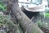 Shimla: Huge tree falls over a house due rain and thunderstorm