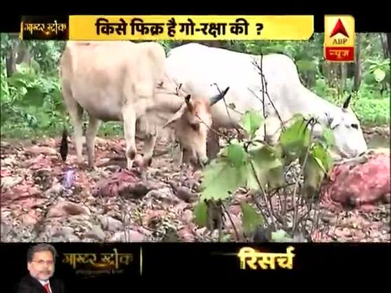 Master Stroke: Cows roaming on streets because grazing grounds encroached by \'Land Mafias\'