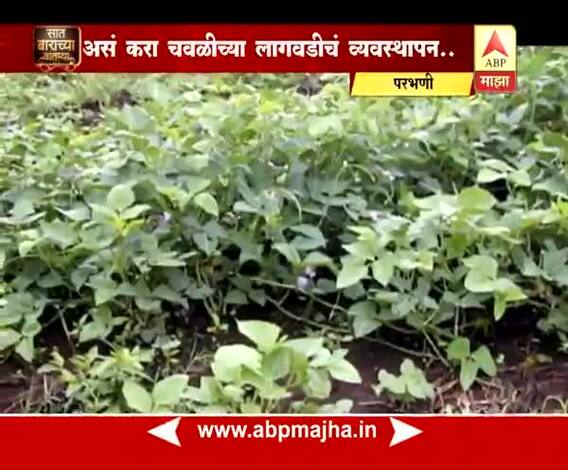 712 परभणी : असंं करा चवळीच्या लागवडीचं व्यवस्थापन..