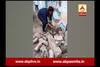 Sabarkantha: Pragna Goswami, who works in the Forest Department, has captured snakes,