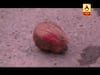Viral Sach: Jyotiraditya Scindia throws away coconut offered as prasad out of superstition