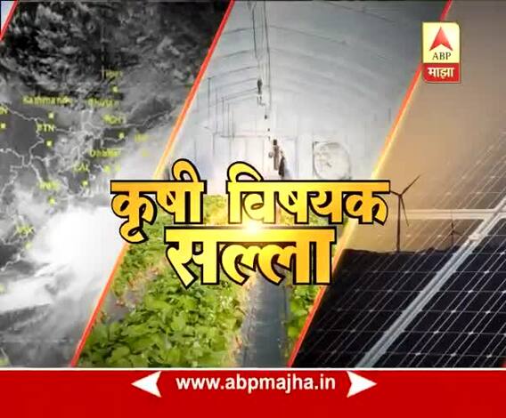 712 : पीक सल्ला : पिकांची काळजी कशी घ्याल?