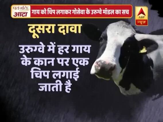 Viral Sach: Cattle farming in Uruguay involves embedding chip in cow\'s ear?