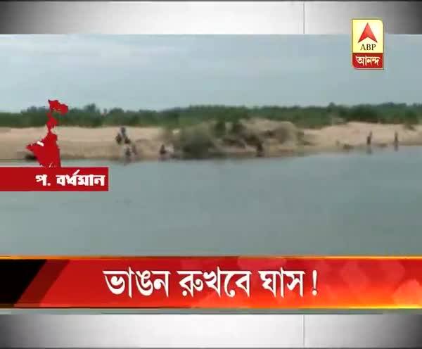  ভাঙন রুখতে কাঁকসায় দামোদর ও অজয়ের পাড়ে বিশেষ প্রজাতির ঘাস