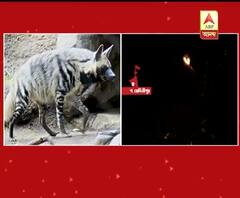 বাঘের পর এবার পশ্চিম মেদিনীপুরের খড়্গপুরে হায়নার আতঙ্ক
