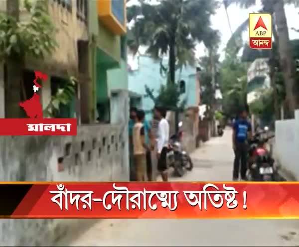  বাঁদর-দৌরাত্ম্যে অতিষ্ট!