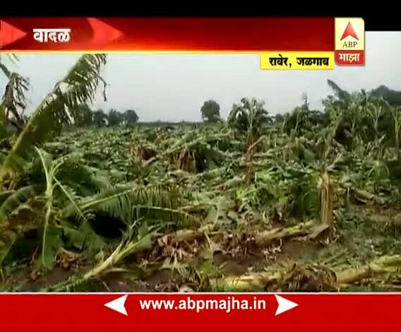 जळगाव | वादळी पावसामुळे केळी पिकाचं मोठं नुकसान