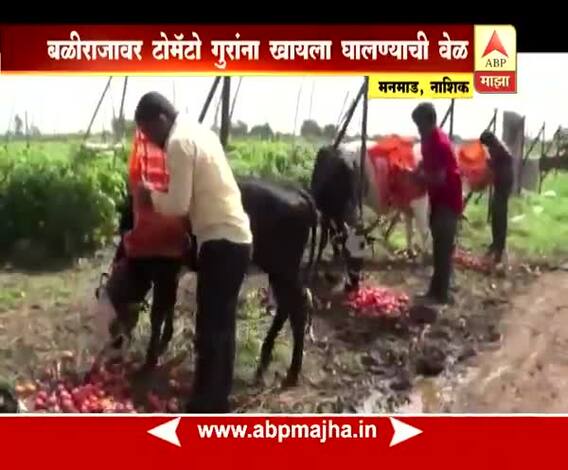 नाशिक: टोमॅटोचे भाव घसरले, 20 किलोच्या कॅरेटला 100 रुपयेही मिळेना