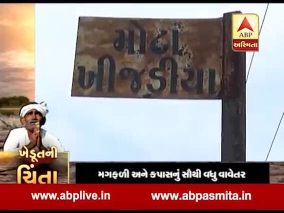 મોરબી જિલ્લામાં ઓછો વરસાદ પડતા ખેડૂતોમાં ચિંતા, મોટા-નાના ખીજડિયા ગામનો ખાસ અહેવાલ