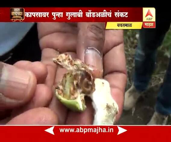 712 यवतमाळ: कापसावर पुन्हा गुलाबी बोंडअळीचं संकट