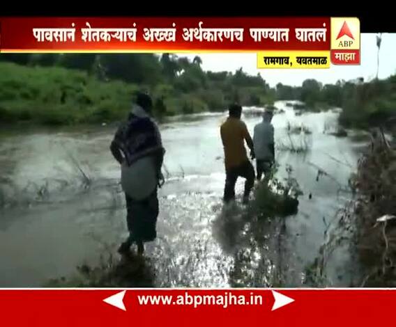 यवतमाळ | पावसामुळे पिकांचं मोठं नुकसान, उभ्या पिकासोबत 13 दुबती जनावरंही वाहून गेली