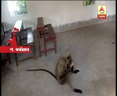 কাঁকসার পিয়ারিগঞ্জ হাইস্কুলে হনুমানের তাণ্ডব, শিকেয় পঠনপাঠন..ছুটি স্কুলে