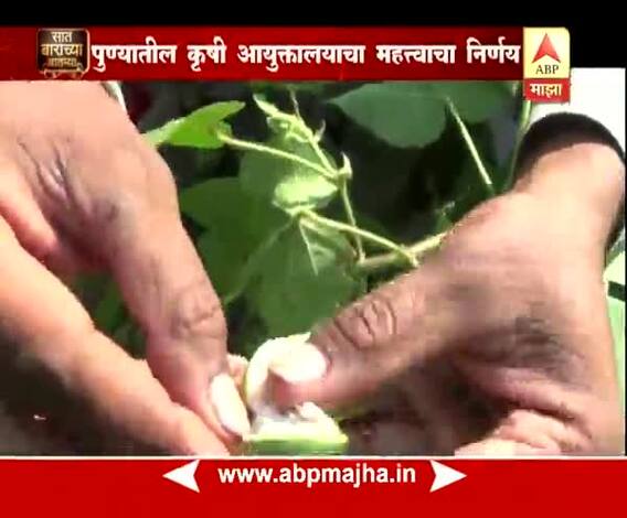 712 | पुणे | बोंडअळीग्रस्त शेतकऱ्यांसाठी पुणे कृषी आयुक्तालयाचा महत्त्वपूर्ण निर्णय