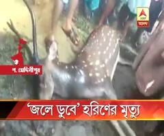 গোয়ালতোড়ের জঙ্গলে ‘জলে ডুবে’ হরিণের মৃত্যু