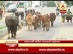વડોદરાઃ રખડતાં ઢોરને કારણે લોકો પરેશાન, જુઓ વીડિયો