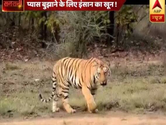 Sansani: Man-eater tigress kills 13 people in Maharashtra