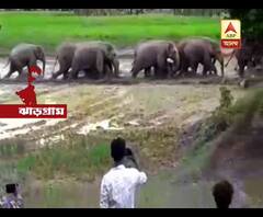 পশ্চিম মেদিনীপুর ও ঝাড়গ্রামে হাতির পালের দাপট, মৃত্যু এক মহিলার