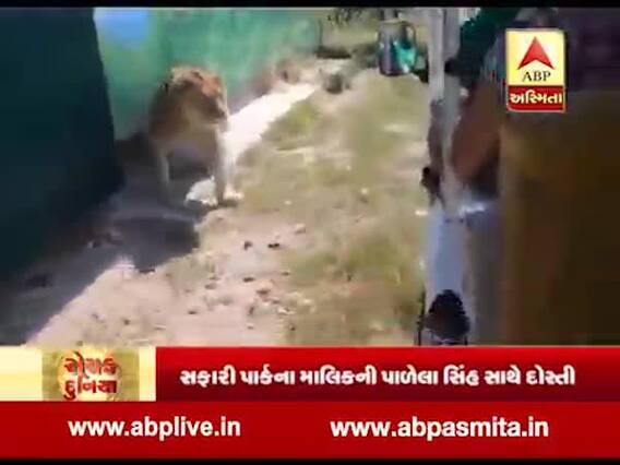 જ્યારે વાન પાસે આવી ગયો સિંહ, પ્રવાસીઓના ઉડ્યા હોશ, જુઓ વીડિયો