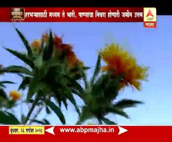 712 | पीक सल्ला | अशी घ्या पिकांची काळजी