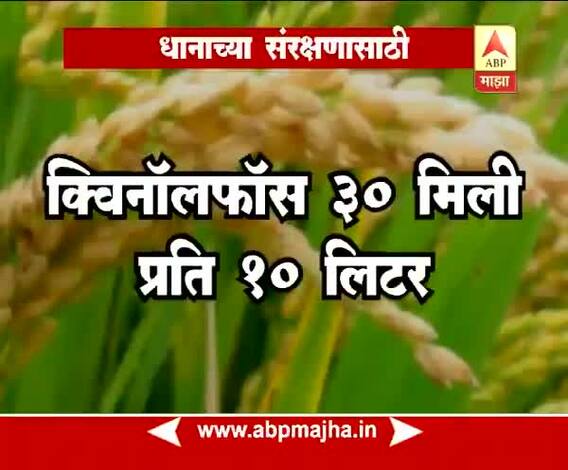 712 | पीक सल्ला - 19 सप्टेंबर 2018 | कृषी विषयक सल्ला