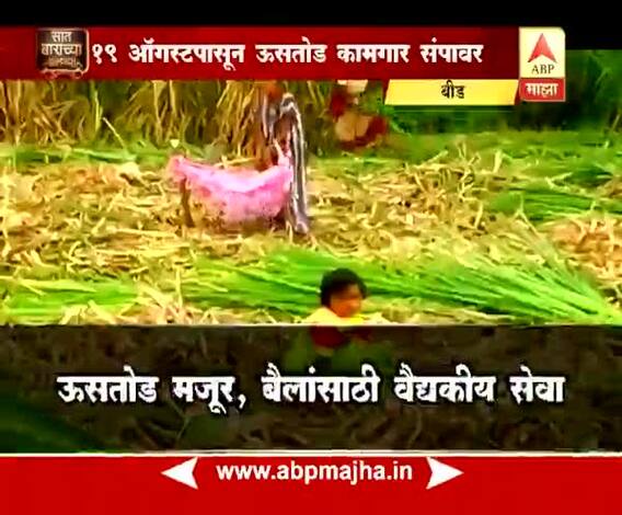 712 | बीड | महिना होत आला तरीही ऊसतोड कामगारांचा संप सुरुच