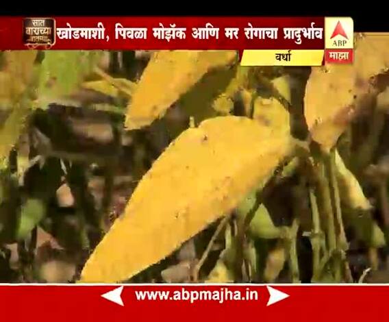712 | वर्धा | सोयाबीन पिकावर खोडमासी, पिवळा मोझॅक आणि मर रोगाचा प्रादुर्भाव