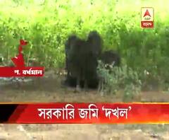 দুর্গাপুরে সরকারি জমি দখল করে চলছে শূকর প্রতিপালন 