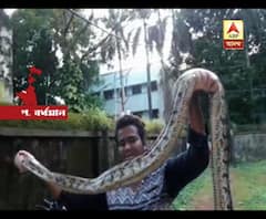 পশ্চিম বর্ধমানের জামুড়িয়া এলাকায় রাস্তার ধারের ঝোপ থেকে উদ্ধার ১২ ফুটের অতিকায় পাইথন