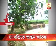 ভাঙনে বিপর্যস্ত তরাইয়ের ১২টি চা বাগান, আতঙ্কে শ্রমিক ও মালিকরা