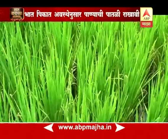 712 | पिक सल्ला | अशी घ्या पिकांची काळजी