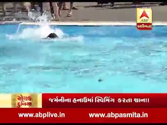 રોચક દુનિયા: જર્મનીના હનાઉમાં સ્વિમિંગ કરતા ડોગ્સ, જુઓ વીડિયો 