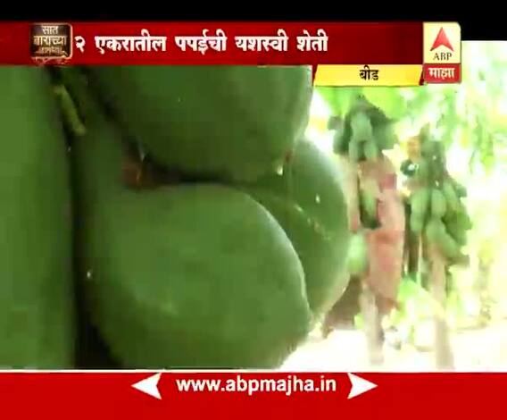 712 | बीड | दोन एकरातील तैवान जातीच्या पपईची यशस्वी शेती