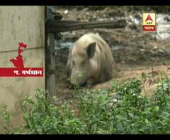 দুর্গাপুরে সরকারি জমি দখল করে চলছে শুয়োর প্রতিপালন। দুর্গন্ধে অতিষ্ট স্থানীয় বাসিন্দারা