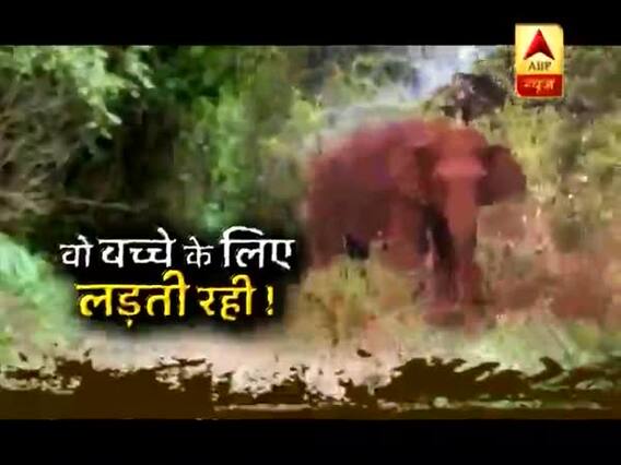 सच्ची घटना: बच्चे के लिए हथिनी की ममता देखिए