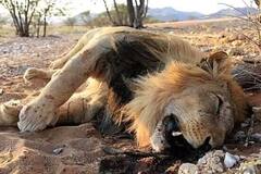 11 Lions Found Dead In Gujarat's Gir Forest