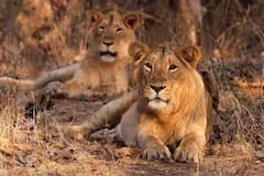 2 more lions die in Gir forest in Gujarat, death toll rises to 13