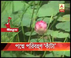পদ্ম সংরক্ষণের যথাযথ ব্যবস্থা নেই জেলায়, পরিবহণের সময়ও নষ্ট হয় ফুল, পুজোর আগে চিন্তায় চাষীরা