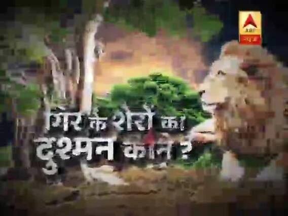 सनसनी: गिर के शेरों का दुश्मन कौन है ? देखिए गिर के जंगलों से ABP न्यूज की बड़ी पड़ताल