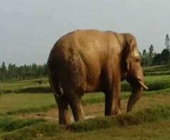 বাঘ, বুনো শুয়োরের পর এবার হাতির হানায় আতঙ্কিত মেদিনীপুর সদর ব্লকের বাসিন্দারা