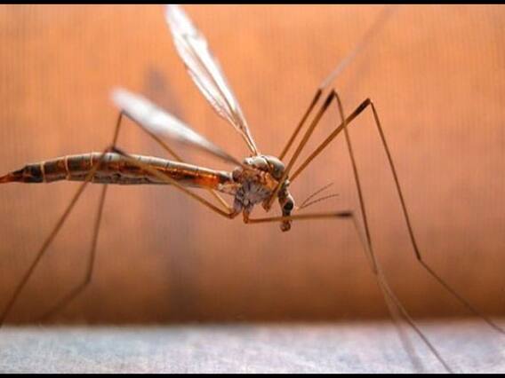 Master Stroke: 29 test positive for Zika virus in Jaipur, JP Nadda says 