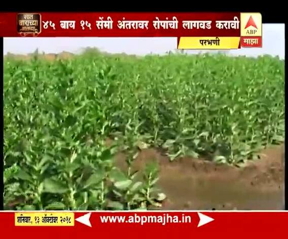 712 | असं करा रब्बी ज्वारी लागवडीचं व्यवस्थापन...