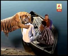 সুন্দরবনে বাঘের হানায় মৃত্যু মৎস্যজীবীর। সুন্দরবনের খাঁড়িতে কাঁকড়া ধরার সময় বাঘ হামলা চালায়