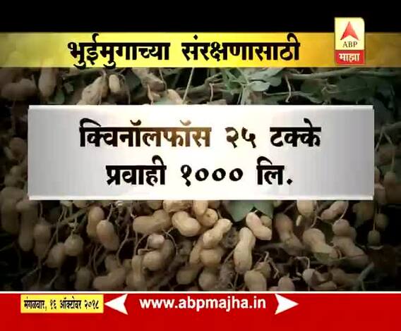 712 | पीक सल्ला | अशी घ्या पिकांची काळजी...