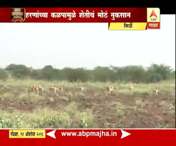 712 | शिर्डी | हरणांच्या कळपामुळे 25 क्विंटलची अपेक्षा असलेल्या शेतात क्विंटलभर उत्पादन