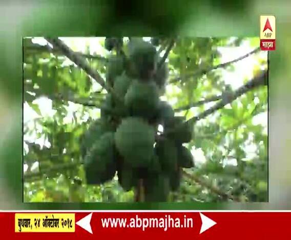 712 | जालना | सेवानिवृत्त शिक्षकाची पपईची लाखमोलाची शेती