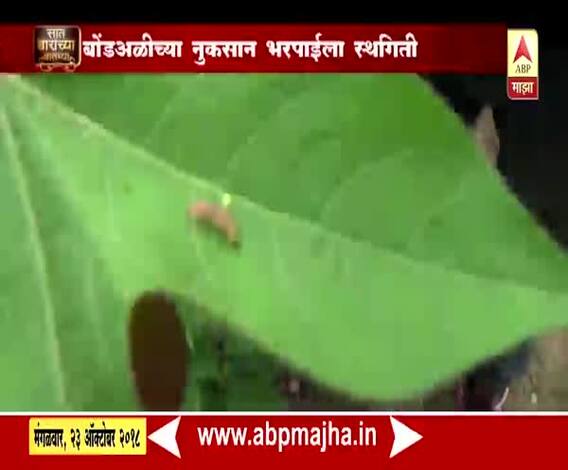 712 | बोंडअळीच्या नुकसान भरपाईला स्थगिती