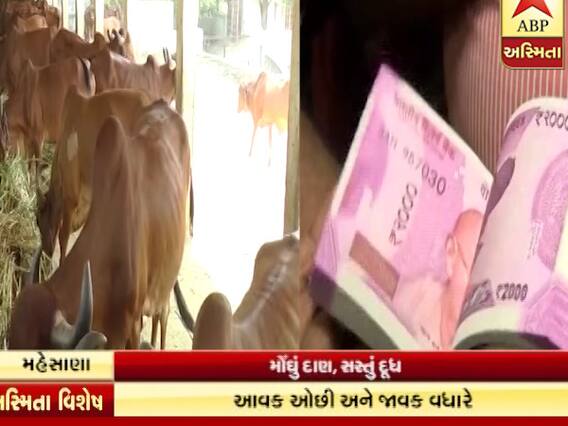 અસ્મિતા વિશેષ: મોંઘું દાણ સસ્તું દૂધ